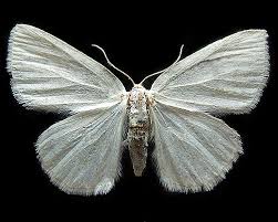 Attēlu rezultāti vaicājumam “Cabera pusaria”