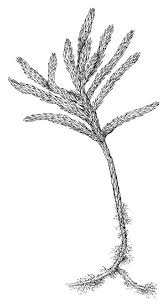 Attēlu rezultāti vaicājumam “Climacium dendroides”