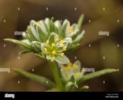 Attēlu rezultāti vaicājumam “Scleranthus perennis flower”