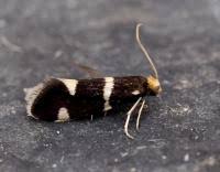 Attēlu rezultāti vaicājumam “Incurvaria praelatella”