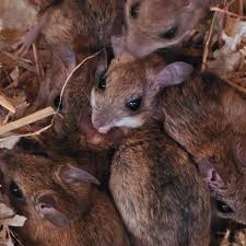 Attēlu rezultāti vaicājumam “Rodentia”