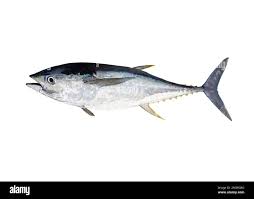 Image result for Thunnus albacares