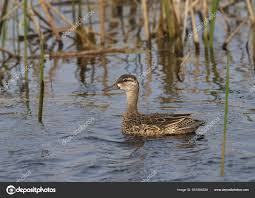 Image result for Anas discors