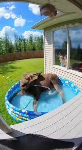 Image result for Lewsey Centre Swimming Club