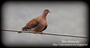 Image result for Streptopelia orientalis