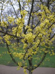 Attēlu rezultāti vaicājumam “Cornus mas”