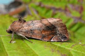 Attēlu rezultāti vaicājumam “Cosmia pyralina”