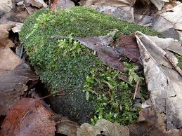 Attēlu rezultāti vaicājumam “Fissidens pusillus sporophyte”