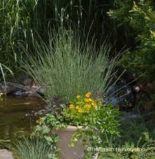 Attēlu rezultāti vaicājumam “Juncus inflexus”