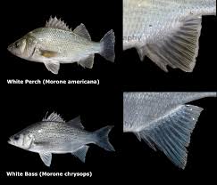 Image result for Morone chrysops