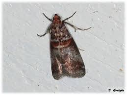 Attēlu rezultāti vaicājumam “Acrobasis advenella”