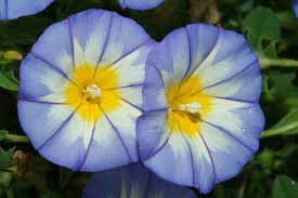 Image result for Convolvulus tricolor