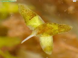 Attēlu rezultāti vaicājumam “Lemna trisulca”