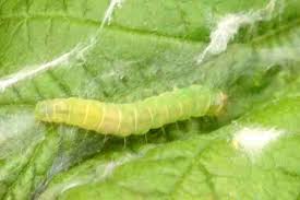 Attēlu rezultāti vaicājumam “Diurnea fagella”