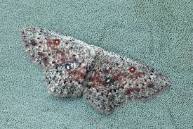 Attēlu rezultāti vaicājumam “Cyclophora pendularia”