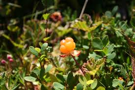 Attēlu rezultāti vaicājumam “Rubus chamaemorus”