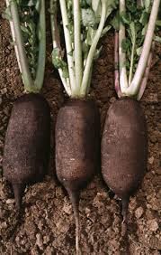 Image result for Raphanus sativus ssp. Oleiformes