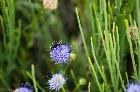 Attēlu rezultāti vaicājumam “Jasione montana leaf”