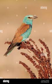 Attēlu rezultāti vaicājumam “Coracias garrulus adult”