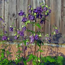 Image result for Aquilegia