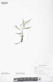 Attēlu rezultāti vaicājumam “Najas flexilis”