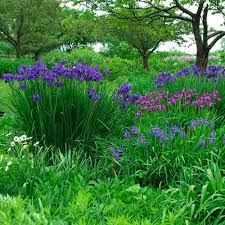 Attēlu rezultāti vaicājumam “Iris sibirica leaf”