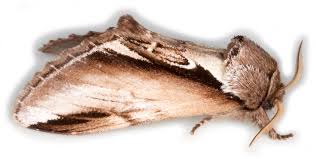 Attēlu rezultāti vaicājumam “Pheosia gnoma”