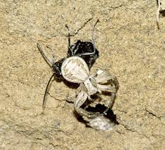 Attēlu rezultāti vaicājumam “Dipogon sp.”