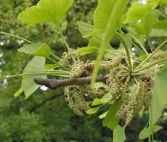 Attēlu rezultāti vaicājumam “Ginkgo biloba male flower”