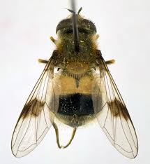 Attēlu rezultāti vaicājumam “Leucozona lucorum”