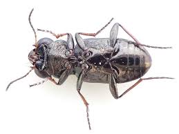 Attēlu rezultāti vaicājumam “Notiophilus palustris”