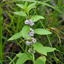 Attēlu rezultāti vaicājumam “Mentha arvensis flower”