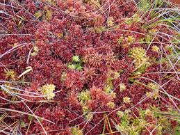 Attēlu rezultāti vaicājumam “Sphagnum magellanicum”