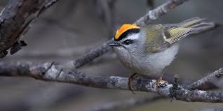 Attēlu rezultāti vaicājumam “Regulus regulus adult”