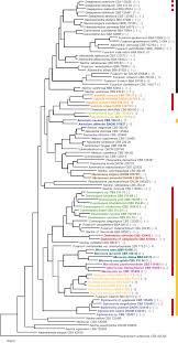 Attēlu rezultāti vaicājumam “Nectria episphaeria”