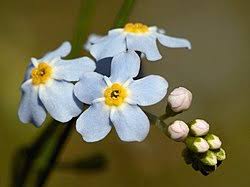 Attēlu rezultāti vaicājumam “Myosotis sparsiflora flower”
