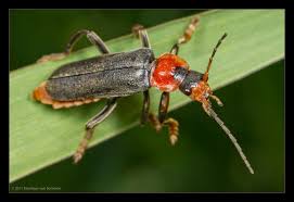 Attēlu rezultāti vaicājumam “Cantharis fusca”