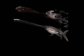 Image result for Polyodon spathula