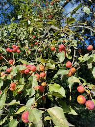 Attēlu rezultāti vaicājumam “Malus prunifolia fruit”