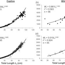 Image result for Poroderma africanum
