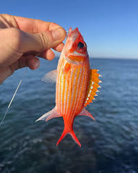 Image result for Holocentrus adscensionis