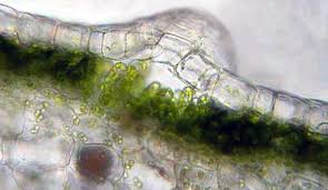 Attēlu rezultāti vaicājumam “Nowellia curvifolia sporophyte”