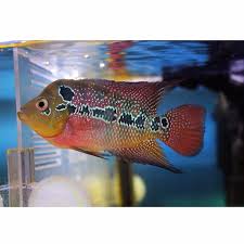 Image result for Osmerus mordax