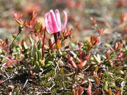 Attēlu rezultāti vaicājumam “Oxycoccus microcarpus”