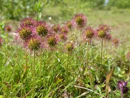 Attēlu rezultāti vaicājumam “Cribraria piriformis young”