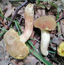 Attēlu rezultāti vaicājumam “Xerocomus subtomentosus”