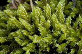 Attēlu rezultāti vaicājumam “Callicladium haldanianum”