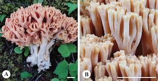 Attēlu rezultāti vaicājumam “Anomoporia bombycina”
