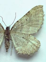 Attēlu rezultāti vaicājumam “Earophila badiata”