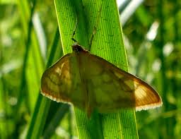 Attēlu rezultāti vaicājumam “Paratalanta hyalinalis”